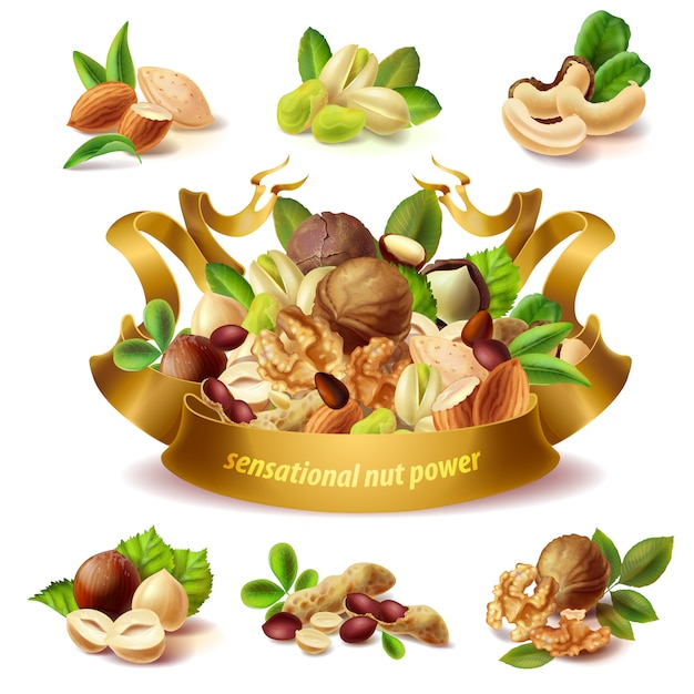 Vector gratuito conjunto de diferentes frutos secos, avellanas, cacahuetes, almendras, pistachos, nueces, anacardo