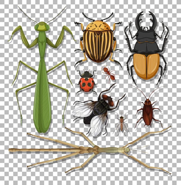 Vector gratuito conjunto de diferentes insectos sobre fondo transparente