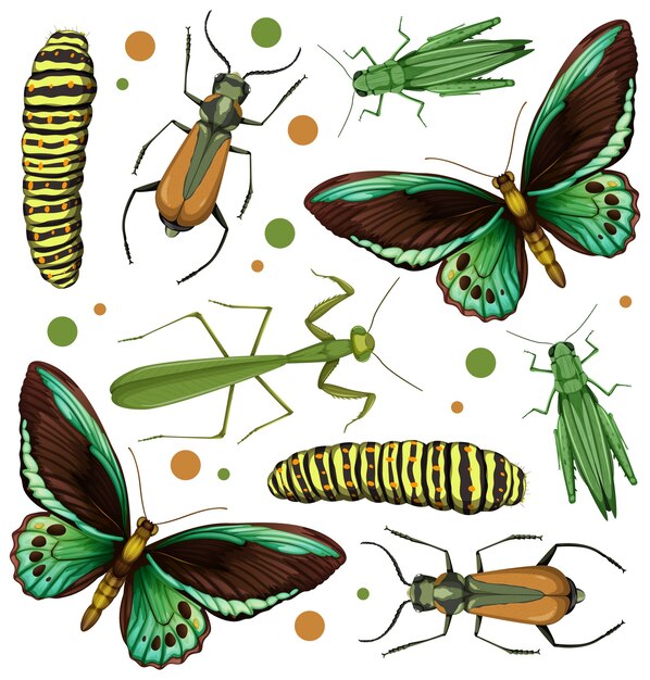Conjunto de diferentes insectos.