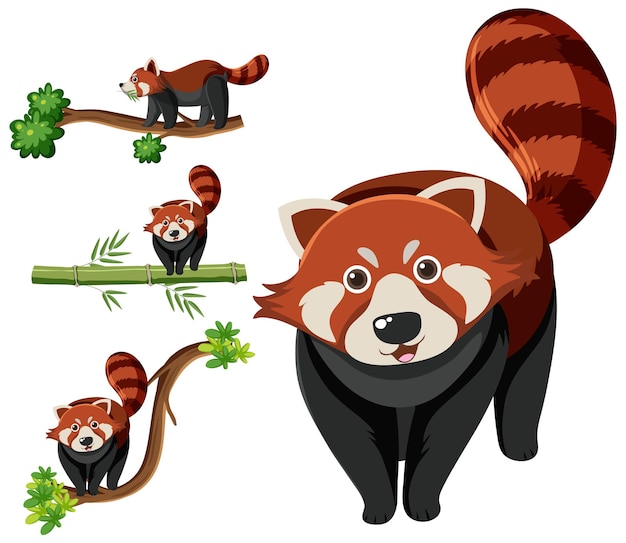 Conjunto de diferentes pandas rojos