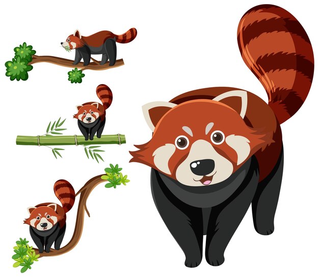 Conjunto de diferentes pandas rojos
