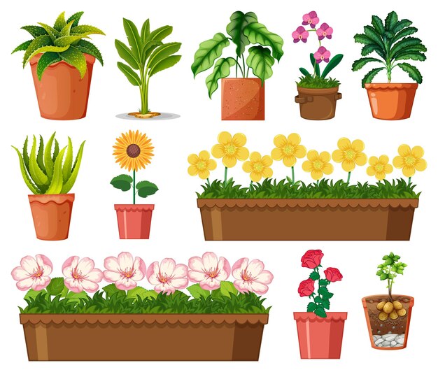 Conjunto de diferentes plantas en macetas aislado sobre fondo blanco.