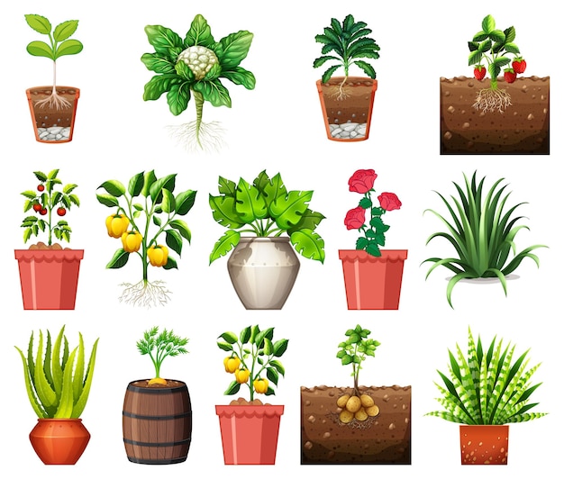 Conjunto de diferentes plantas en macetas aislado sobre fondo blanco.