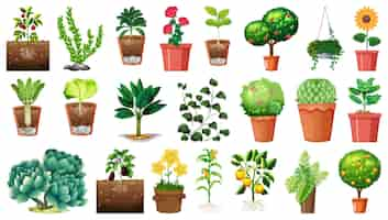 Vector gratuito conjunto de diferentes plantas en macetas aislado sobre fondo blanco.