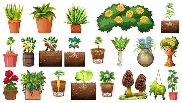 Conjunto de diferentes plantas en macetas aislado sobre fondo blanco.