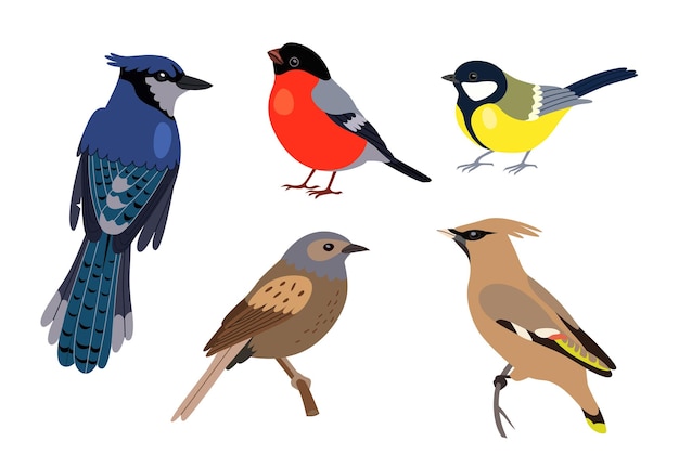 Conjunto de diferentes tipos de ilustración de dibujos animados de aves. Tomtit, petirrojo, estornino, pájaro carpintero y gorrión sentado en la rama de un árbol aislado sobre fondo blanco. Concepto de pájaros de invierno