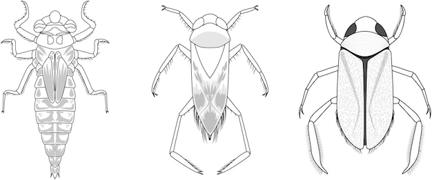 Conjunto de diferentes tipos de insectos y escarabajos.