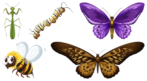 Vector gratuito conjunto de diferentes tipos de insectos.