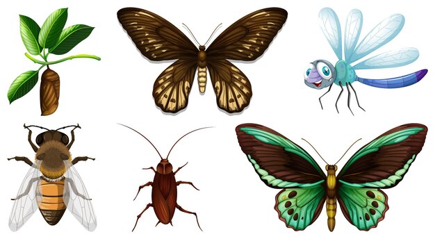 Conjunto de diferentes tipos de insectos.
