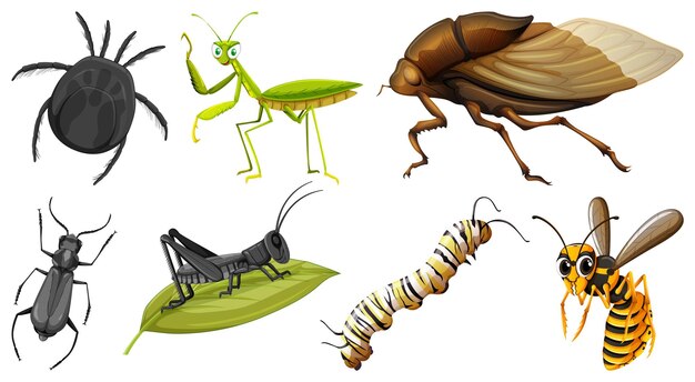 Conjunto de diferentes tipos de insectos.
