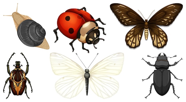 Vector gratuito conjunto de diferentes tipos de insectos.