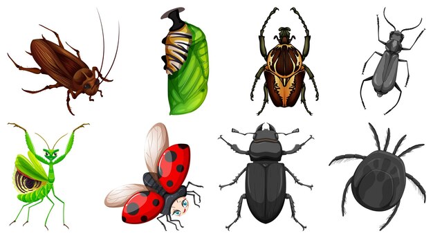 Conjunto de diferentes tipos de insectos.