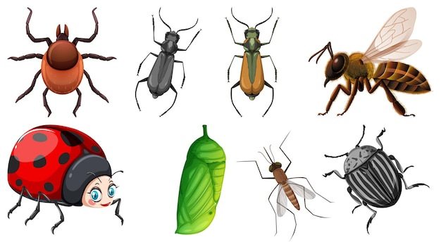Conjunto de diferentes tipos de insectos.