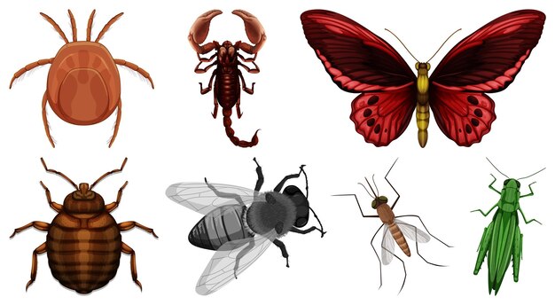 Conjunto de diferentes tipos de insectos.