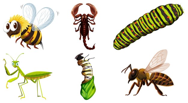 Conjunto de diferentes tipos de insectos.