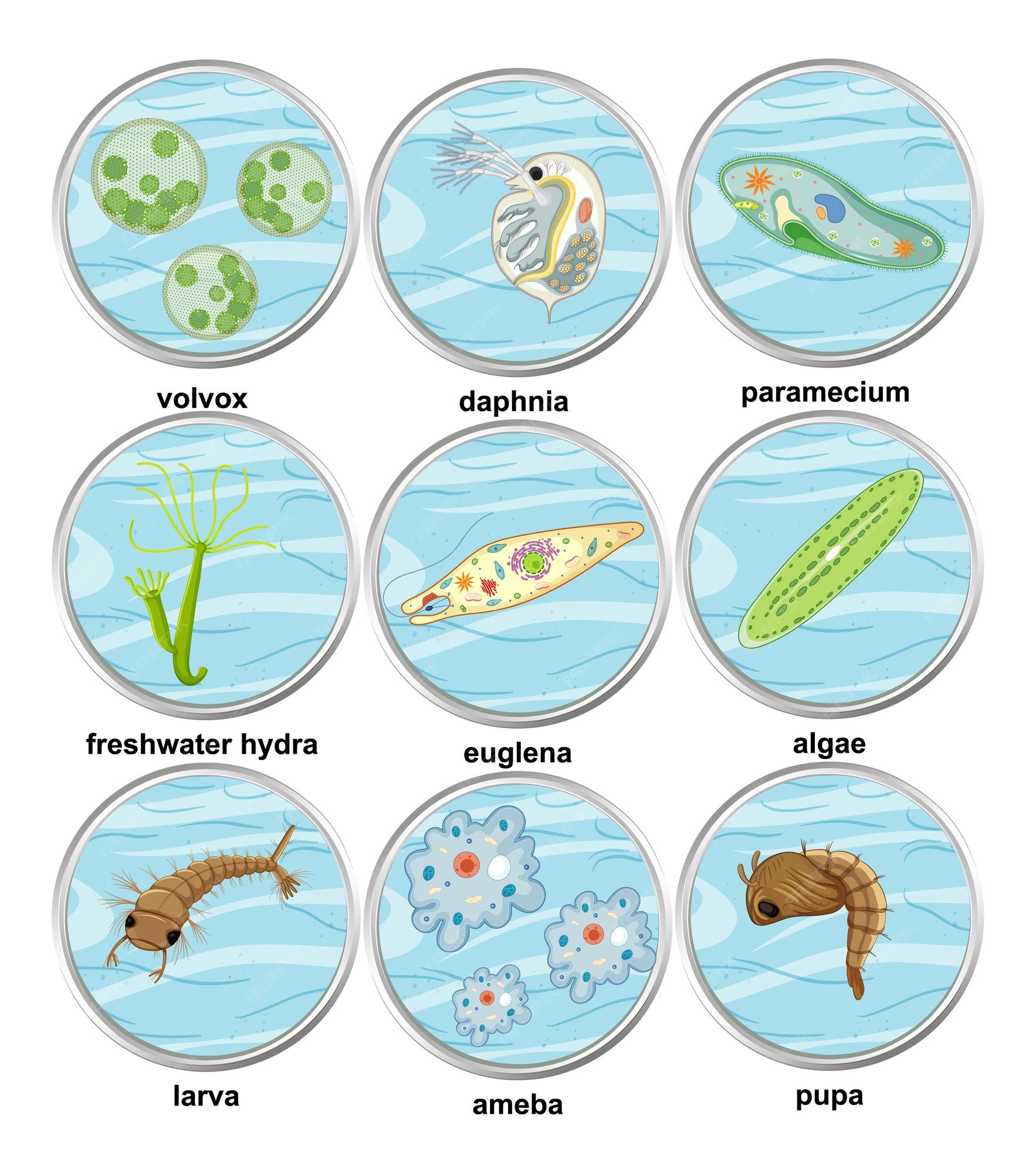 Conjunto de diferentes tipos de organismos unicelulares. | Vector Gratis