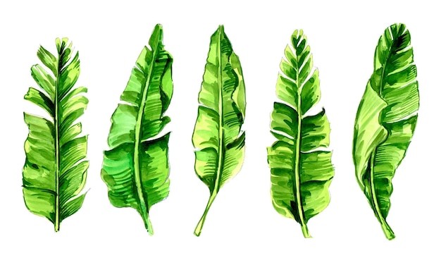 Conjunto de diseño de acuarela de hoja de plátano verde