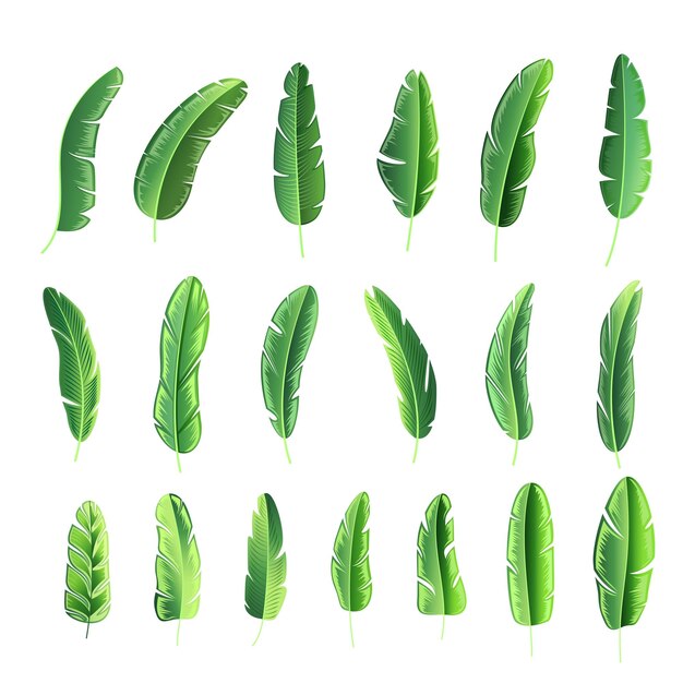 conjunto de diseño de fondo de elementos de follaje natural botánico
