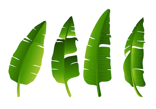 Conjunto de diseño de hoja de plátano verde