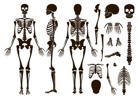 Vector gratuito conjunto de elementos de estructura de esqueleto de huesos humanos