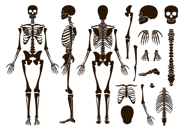 Conjunto de elementos de estructura de esqueleto de huesos humanos
