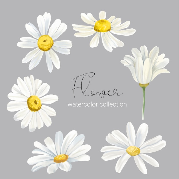 Conjunto de elementos florales Colección conjunto de flores estilo acuarela