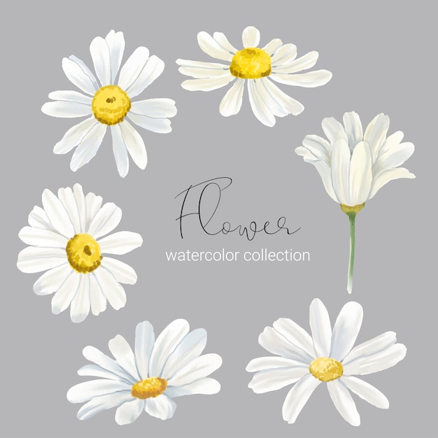 Vector gratuito conjunto de elementos florales colección conjunto de flores estilo acuarela