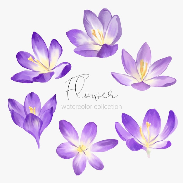 Vector gratuito conjunto de elementos florales colección conjunto de flores estilo acuarela