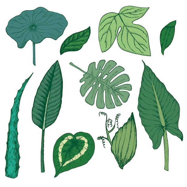 Conjunto de elementos florales exóticos de dibujo coloreado