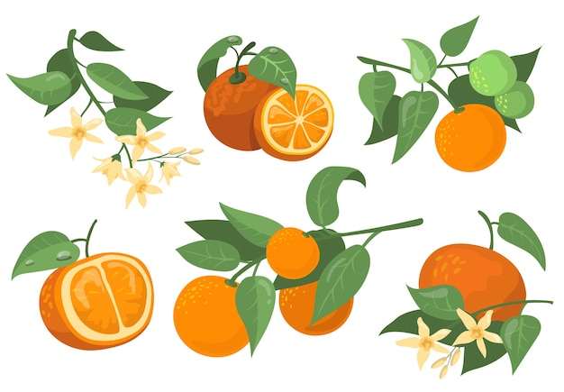 Conjunto de elementos planos de coloridas ramas y flores de color naranja. Dibujo de dibujos animados colección de ilustraciones vectoriales aisladas de naranja, mandarina y mandarina. Concepto de árboles y frutas cítricas