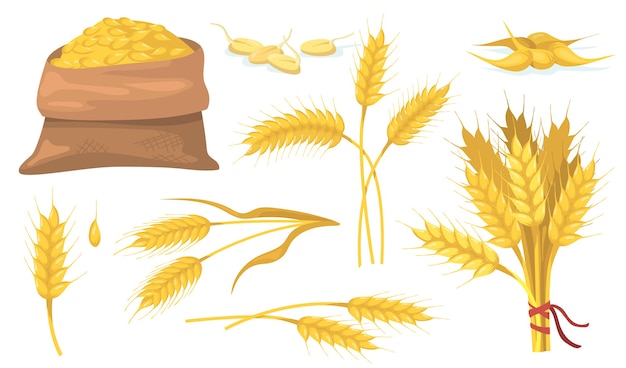 Vector gratuito conjunto de elementos planos de racimo de trigo maduro amarillo, espigas y granos.