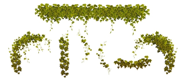 Conjunto de enredaderas de hiedra con hojas de plantas verdes.