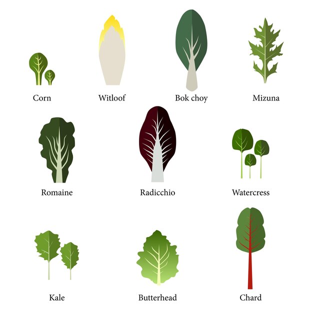 Conjunto de ensaladera Verduras de hoja verde Vector