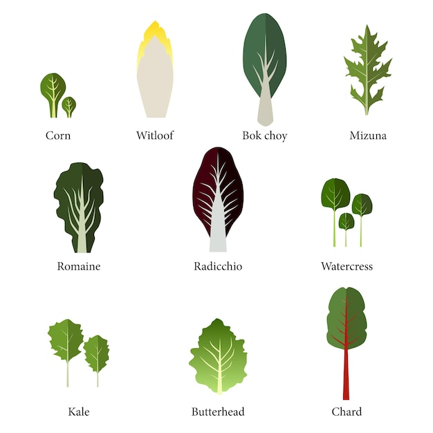 Conjunto de ensaladera Verduras de hoja verde Vector