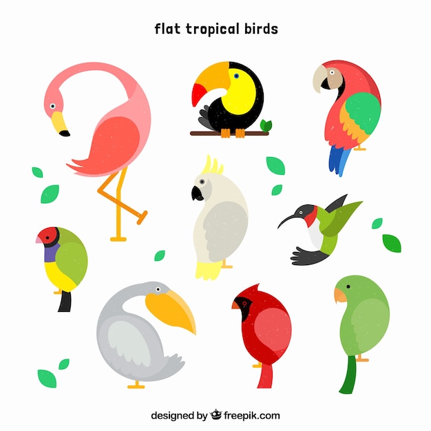 Vector gratuito conjunto con estilo de aves tropicales