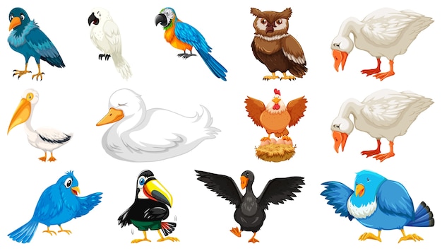 Conjunto de estilo de dibujos animados de aves diferentes aislados