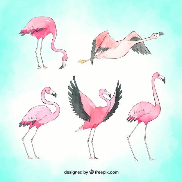 Vector gratuito conjunto de flamencos en posturas diferentes