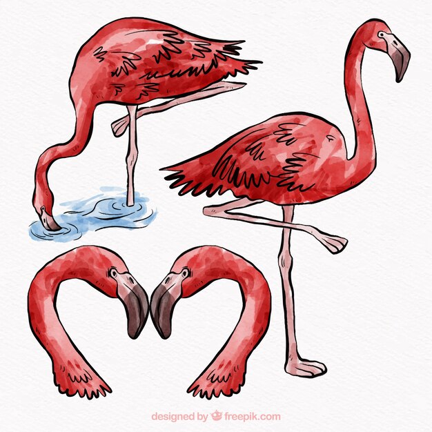 Conjunto de flamencos en posturas diferentes