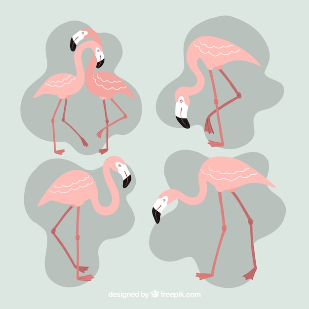 Vector gratuito conjunto de flamencos rosa en estilo hecho a mano