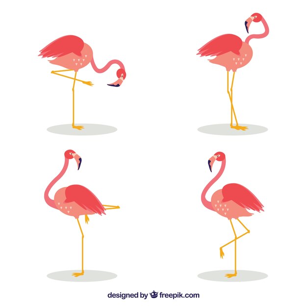 Conjunto de flamencos rosa con poses diferentes