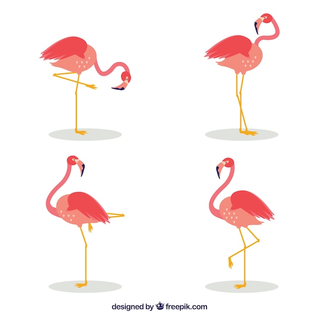 Conjunto de flamencos rosa con poses diferentes