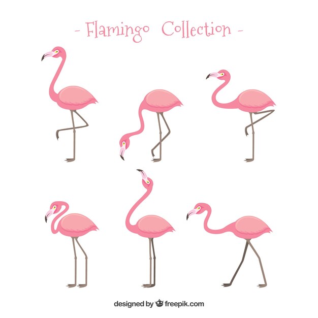 Conjunto de flamencos rosa con poses diferentes