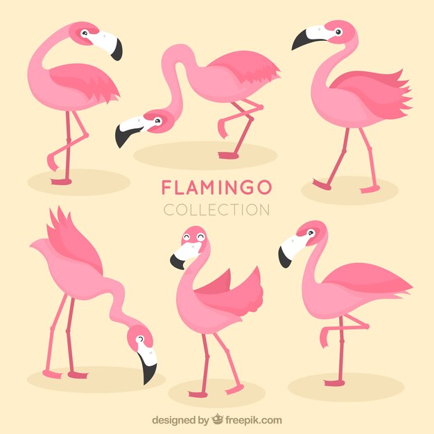 Conjunto de flamencos rosa con poses diferentes