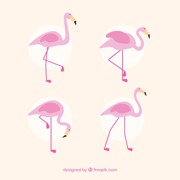 Conjunto de flamencos rosa con poses diferentes