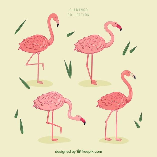 Conjunto de flamencos rosa con poses diferentes