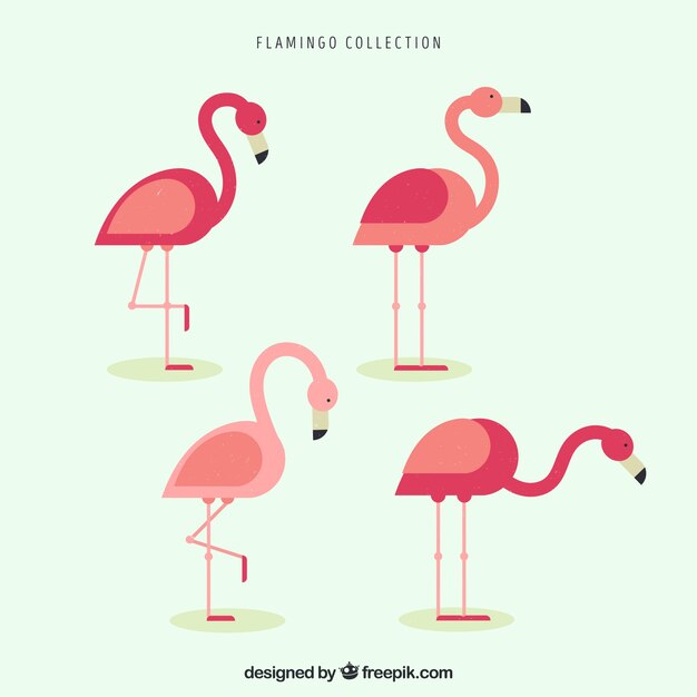 Conjunto de flamencos rosa con poses diferentes