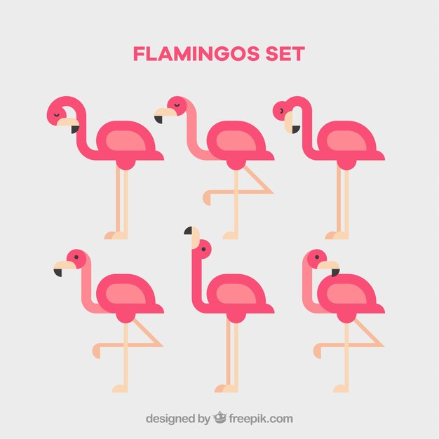 Conjunto de flamencos rosa con poses diferentes