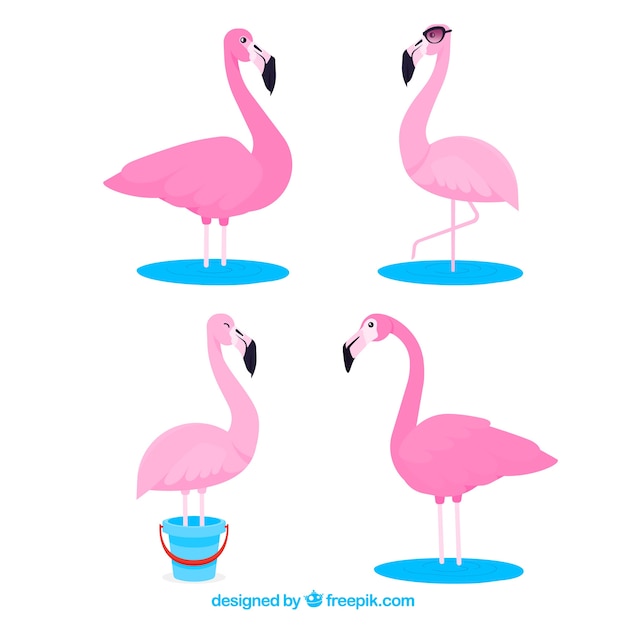 Conjunto de flamencos rosa con poses diferentes