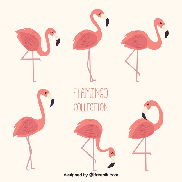 Conjunto de flamencos rosa con poses diferentes