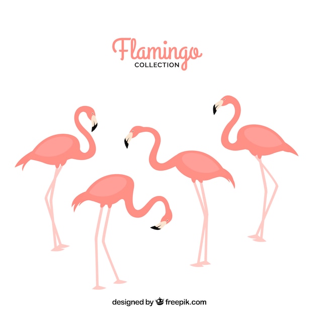 Vector gratuito conjunto de flamencos rosa con poses diferentes